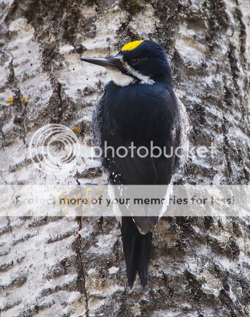 IMAGE: http://i460.photobucket.com/albums/qq328/grendel64/bbw1a.jpg