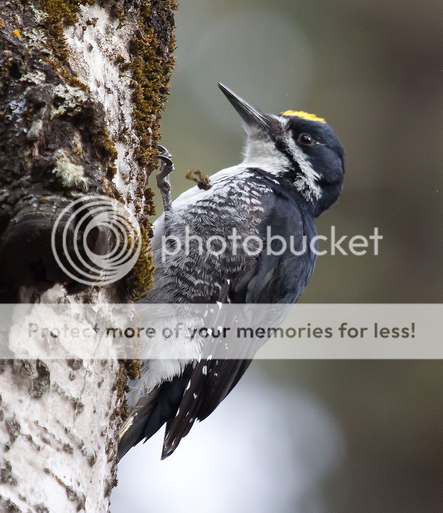 IMAGE: http://i460.photobucket.com/albums/qq328/grendel64/bbw3.jpg