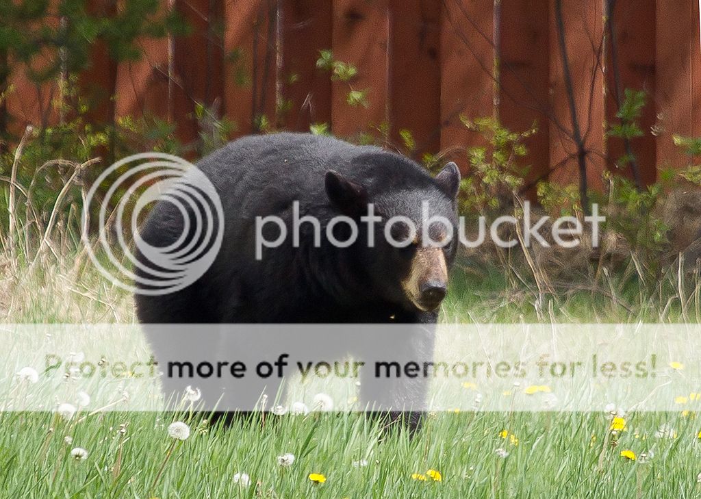 IMAGE: http://i460.photobucket.com/albums/qq328/grendel64/bear1.jpg