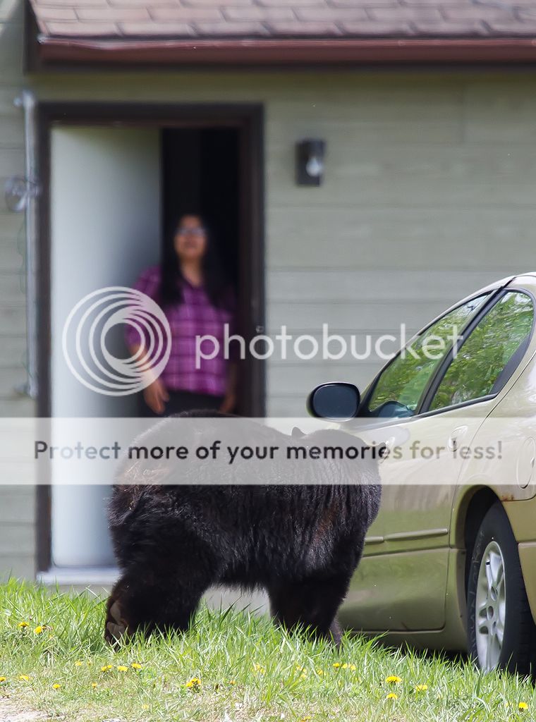 IMAGE: http://i460.photobucket.com/albums/qq328/grendel64/bear2.jpg