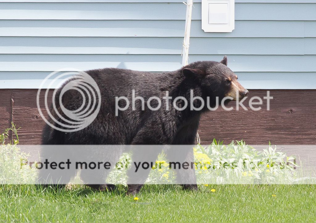 IMAGE: http://i460.photobucket.com/albums/qq328/grendel64/bear4.jpg