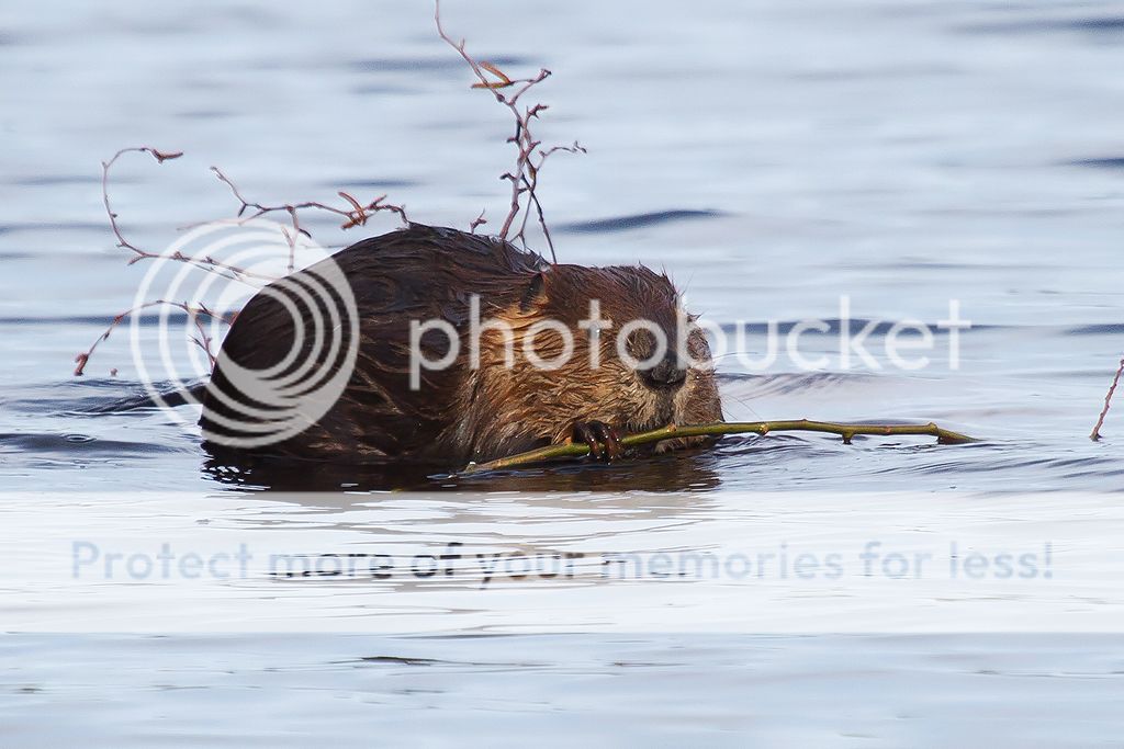 IMAGE: http://i460.photobucket.com/albums/qq328/grendel64/beaver1-4.jpg