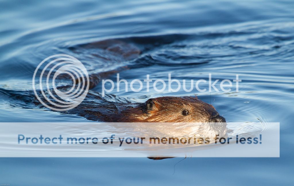 IMAGE: http://i460.photobucket.com/albums/qq328/grendel64/beaver2-5.jpg