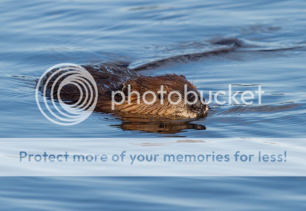 IMAGE: http://i460.photobucket.com/albums/qq328/grendel64/beaver3-3.jpg