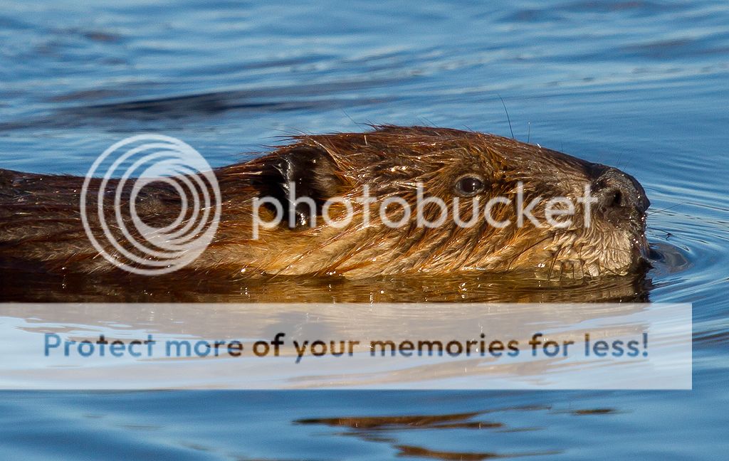 IMAGE: http://i460.photobucket.com/albums/qq328/grendel64/beaver4.jpg