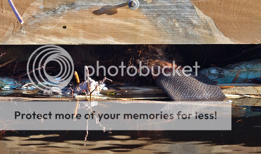 IMAGE: http://i460.photobucket.com/albums/qq328/grendel64/beaver5.jpg