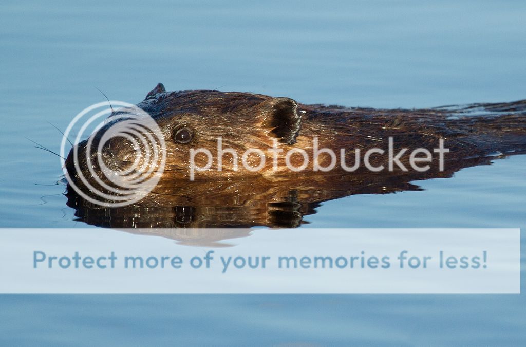 IMAGE: http://i460.photobucket.com/albums/qq328/grendel64/beaver6.jpg