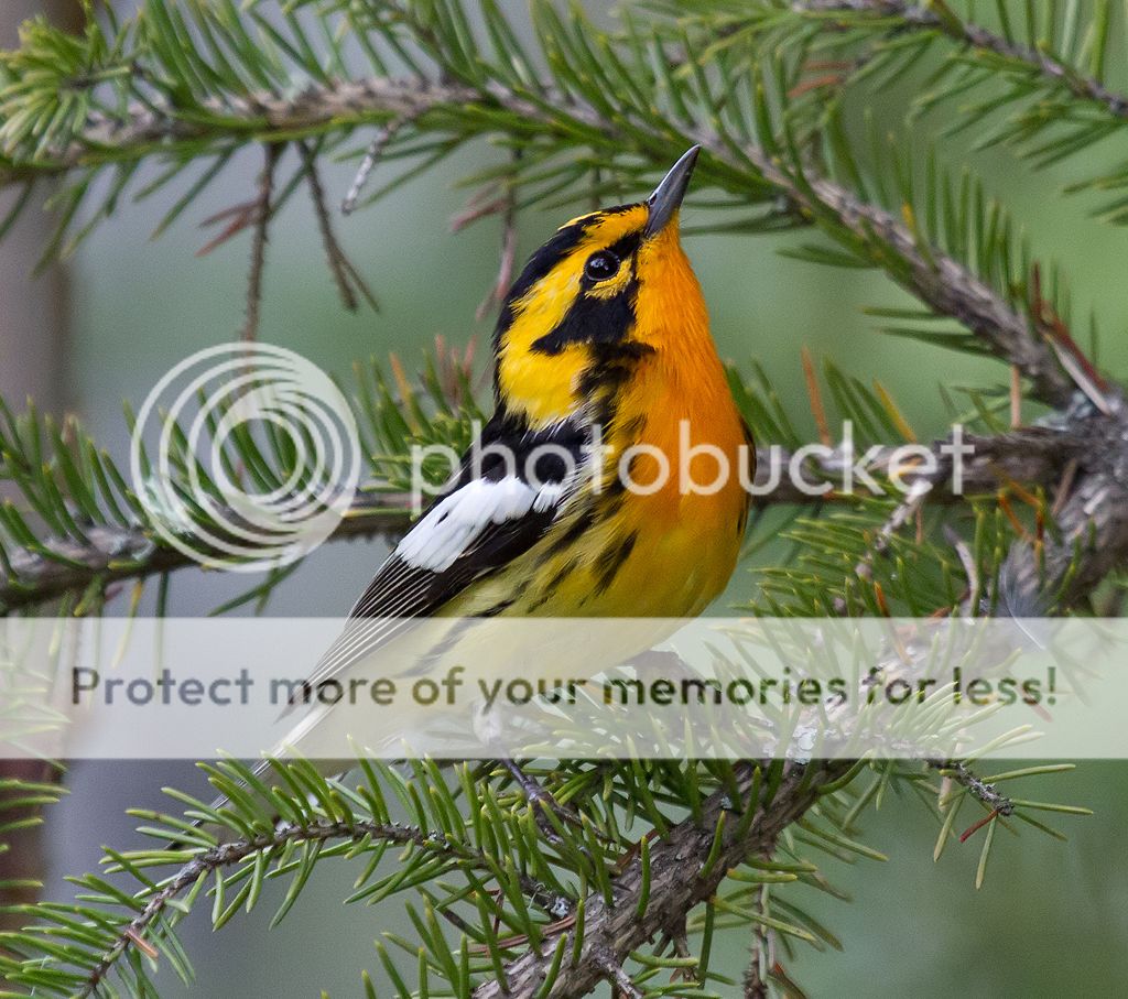 IMAGE: http://i460.photobucket.com/albums/qq328/grendel64/blackburnian1.jpg