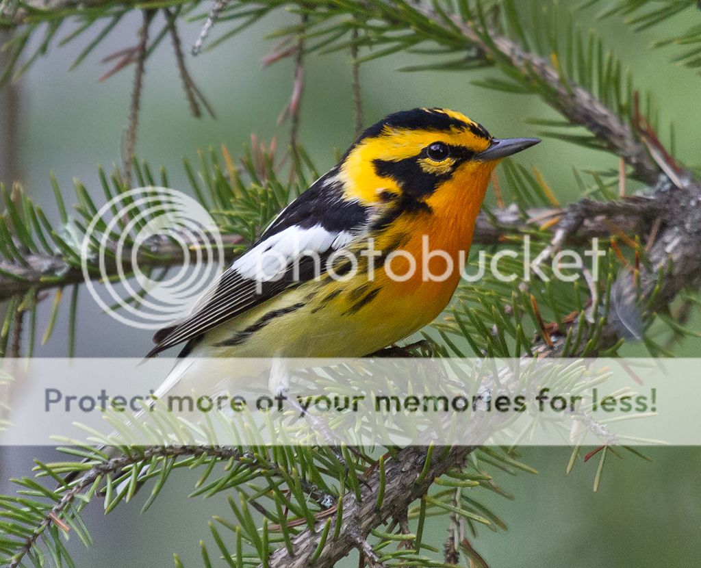 IMAGE: http://i460.photobucket.com/albums/qq328/grendel64/blackburnian6.jpg