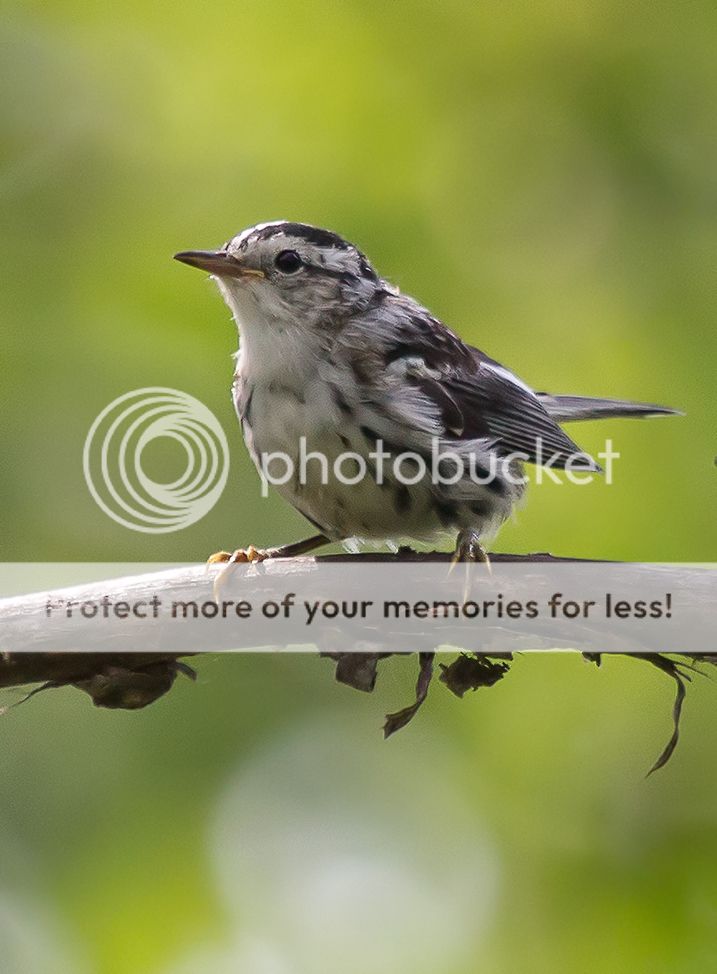 IMAGE: http://i460.photobucket.com/albums/qq328/grendel64/bwwarbler.jpg