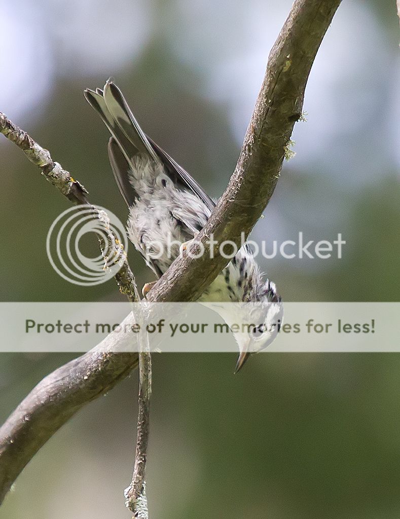 IMAGE: http://i460.photobucket.com/albums/qq328/grendel64/bwwarbler3.jpg