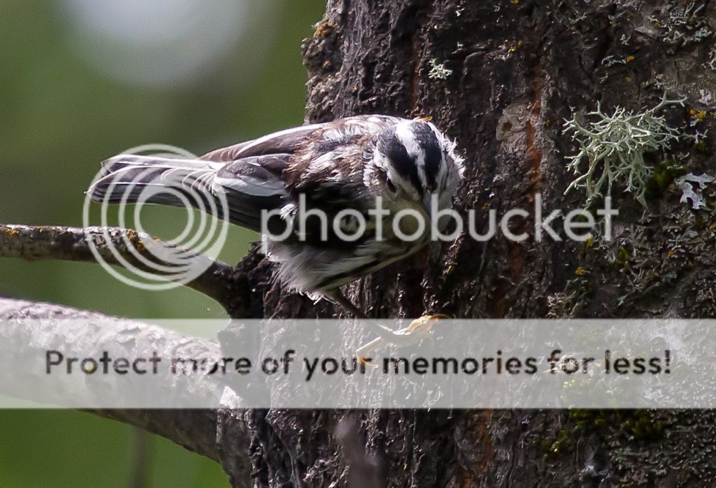 IMAGE: http://i460.photobucket.com/albums/qq328/grendel64/bwwarbler4.jpg