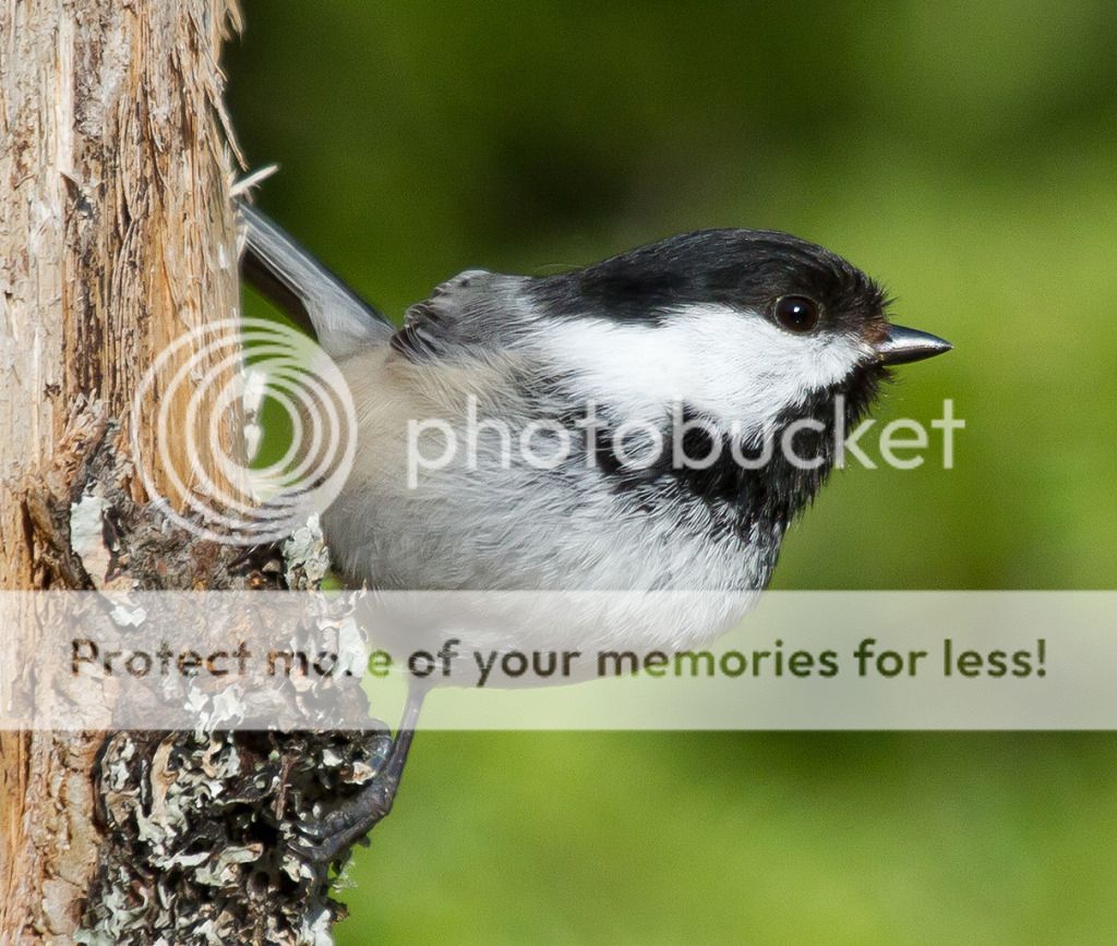 IMAGE: http://i460.photobucket.com/albums/qq328/grendel64/chickadee2-1.jpg