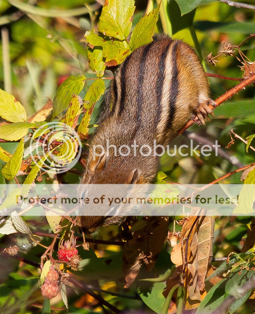 IMAGE: http://i460.photobucket.com/albums/qq328/grendel64/chipmunk1sm.jpg