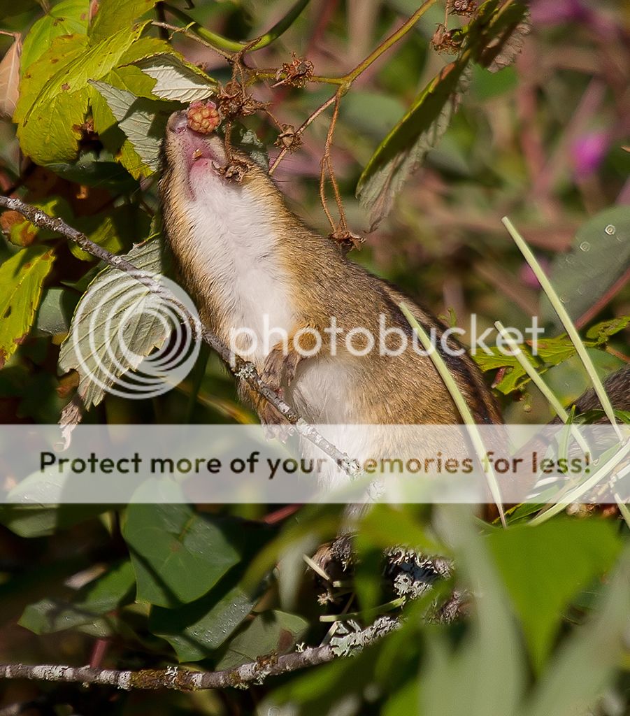 IMAGE: http://i460.photobucket.com/albums/qq328/grendel64/chipmunkberry2sm.jpg