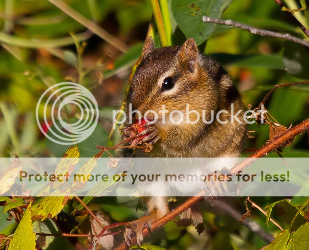 IMAGE: http://i460.photobucket.com/albums/qq328/grendel64/chipmunkberrysm.jpg