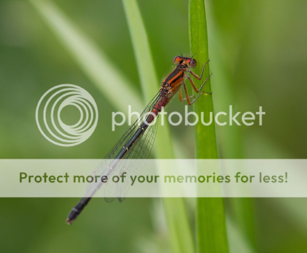 IMAGE: http://i460.photobucket.com/albums/qq328/grendel64/damselfly-1.jpg