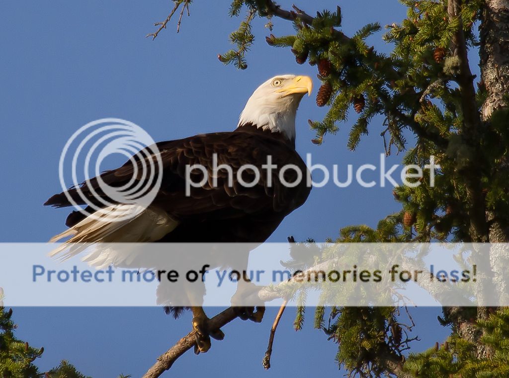 IMAGE: http://i460.photobucket.com/albums/qq328/grendel64/eagle1-1.jpg