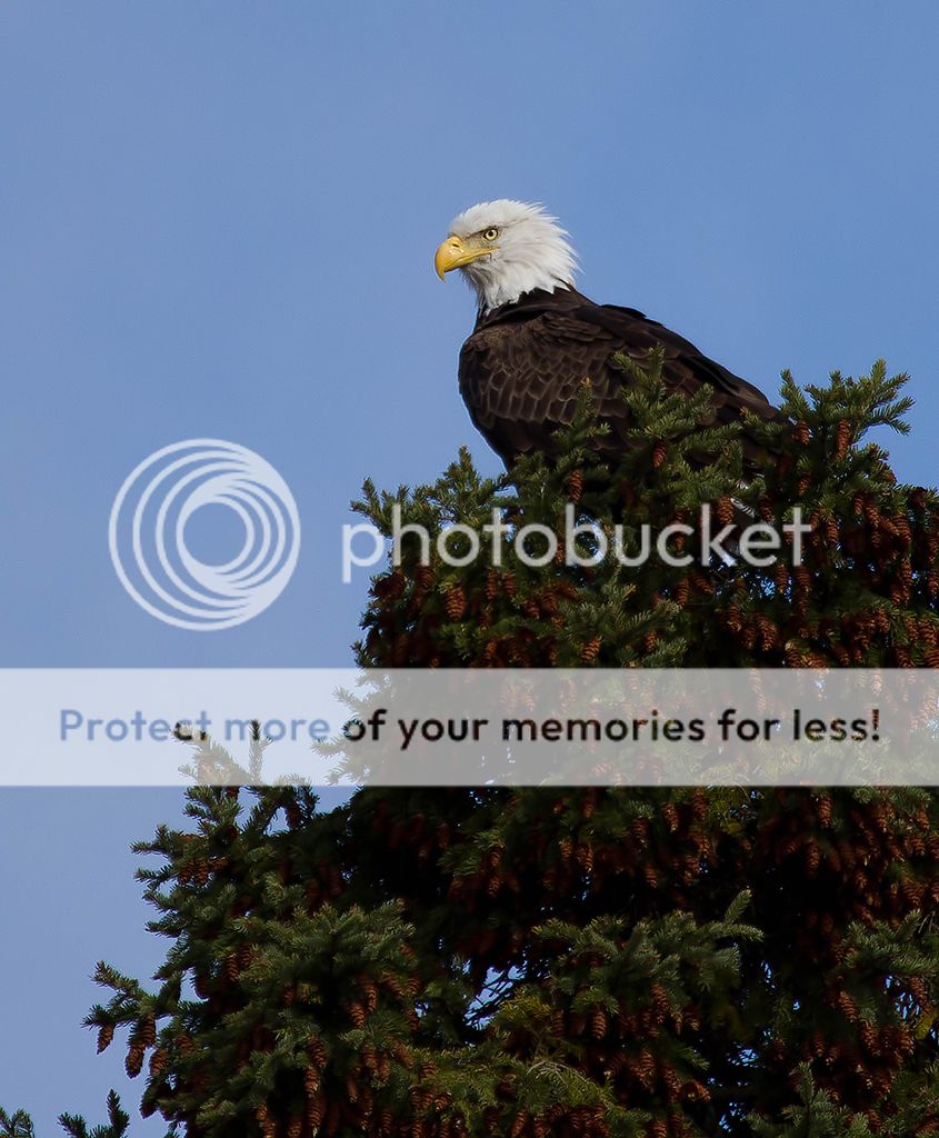 IMAGE: http://i460.photobucket.com/albums/qq328/grendel64/eagle5-1.jpg