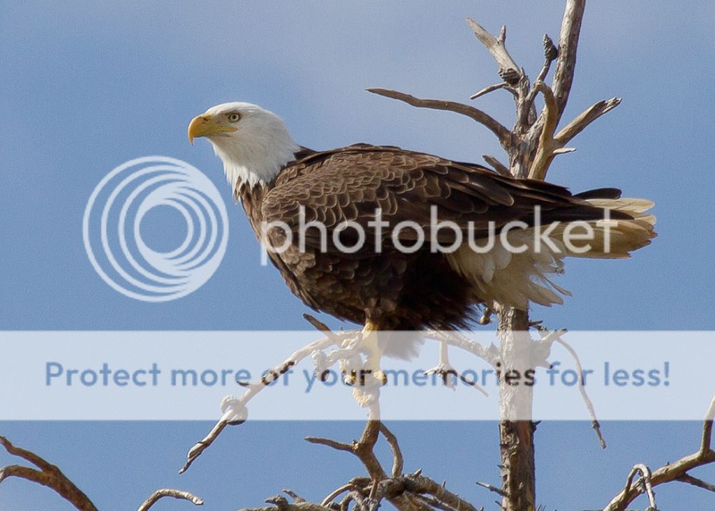 IMAGE: http://i460.photobucket.com/albums/qq328/grendel64/eagle6-1.jpg