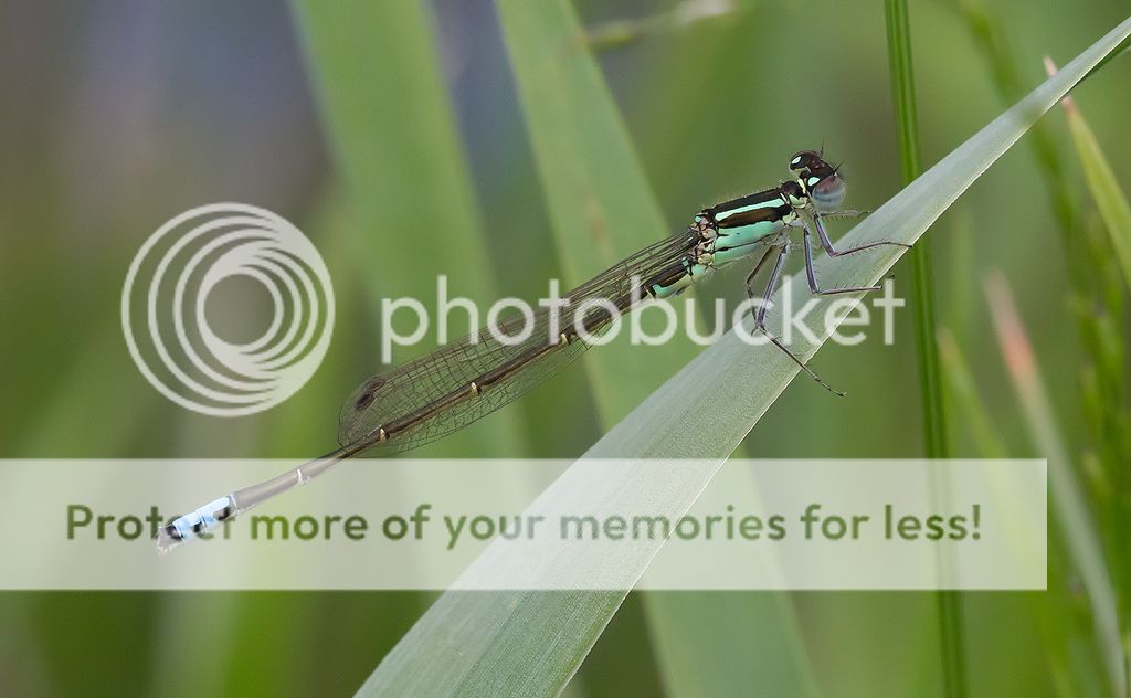 IMAGE: http://i460.photobucket.com/albums/qq328/grendel64/easternforktail.jpg