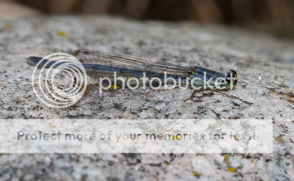 IMAGE: http://i460.photobucket.com/albums/qq328/grendel64/easternforktailfemale.jpg