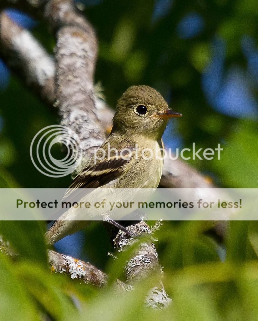 IMAGE: http://i460.photobucket.com/albums/qq328/grendel64/flycatchersm.jpg