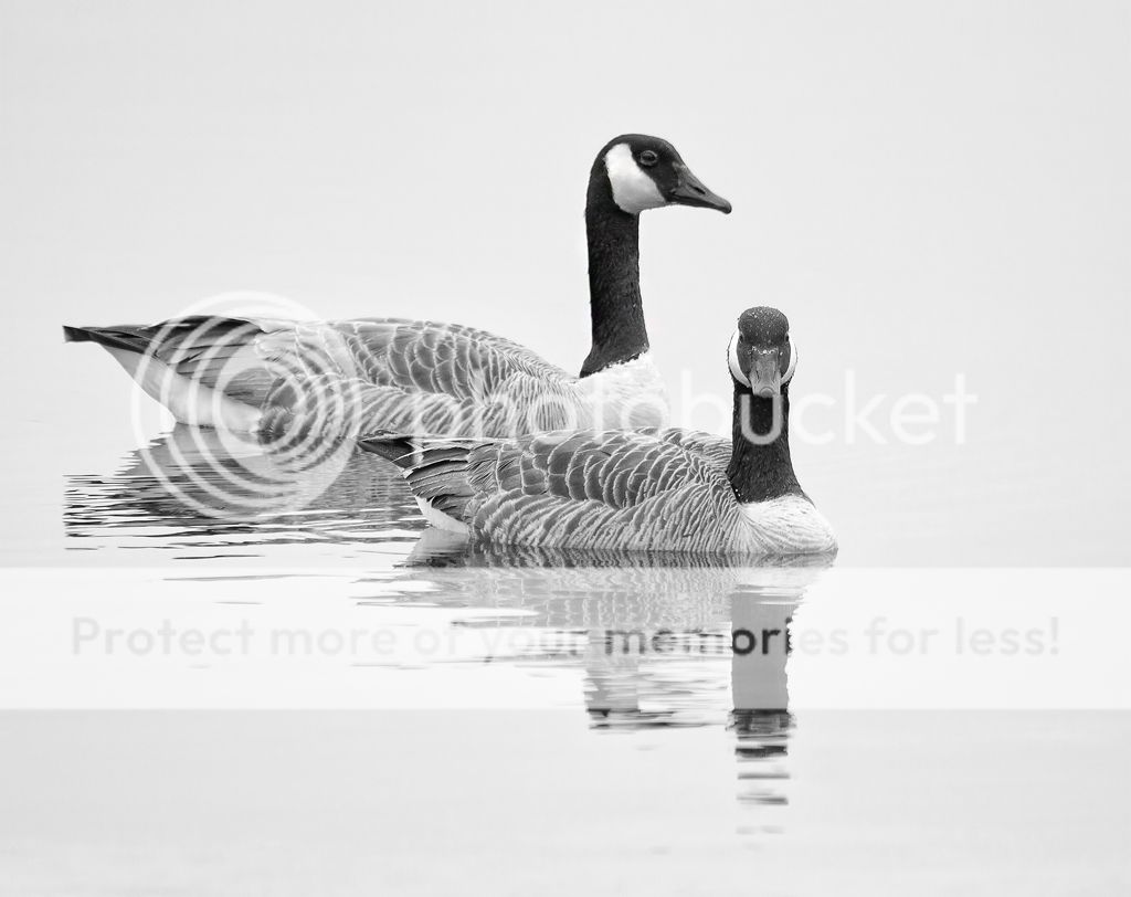 IMAGE: http://i460.photobucket.com/albums/qq328/grendel64/geesebwsm2.jpg