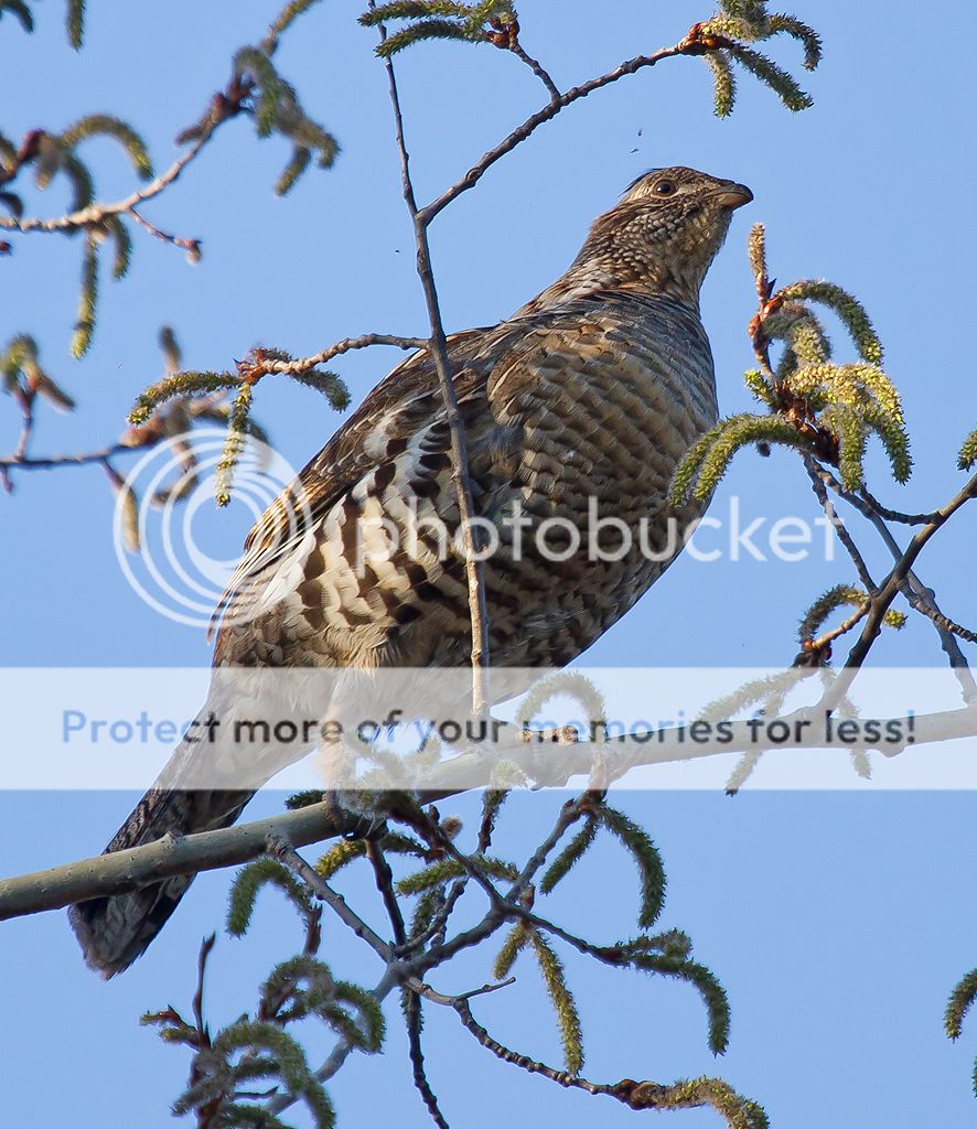 IMAGE: http://i460.photobucket.com/albums/qq328/grendel64/grouse4.jpg