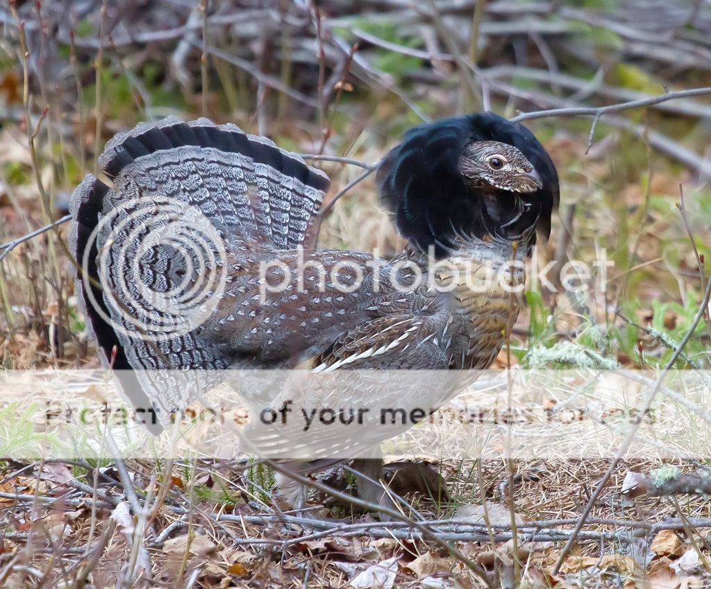 IMAGE: http://i460.photobucket.com/albums/qq328/grendel64/grousedisplay1.jpg