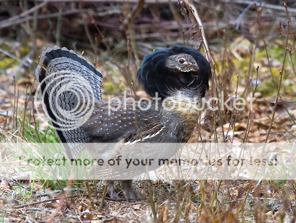 IMAGE: http://i460.photobucket.com/albums/qq328/grendel64/grousedisplay2.jpg