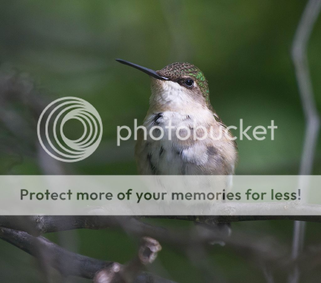 IMAGE: http://i460.photobucket.com/albums/qq328/grendel64/hummer3-2.jpg