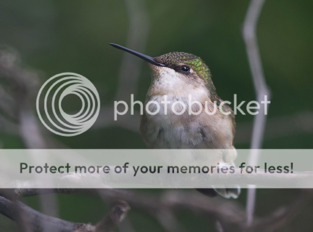 IMAGE: http://i460.photobucket.com/albums/qq328/grendel64/hummer4-2.jpg