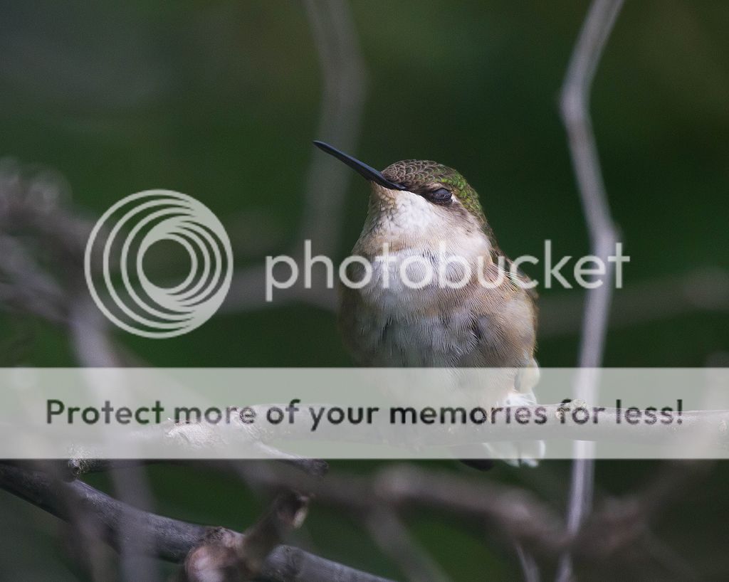 IMAGE: http://i460.photobucket.com/albums/qq328/grendel64/hummer5-2.jpg