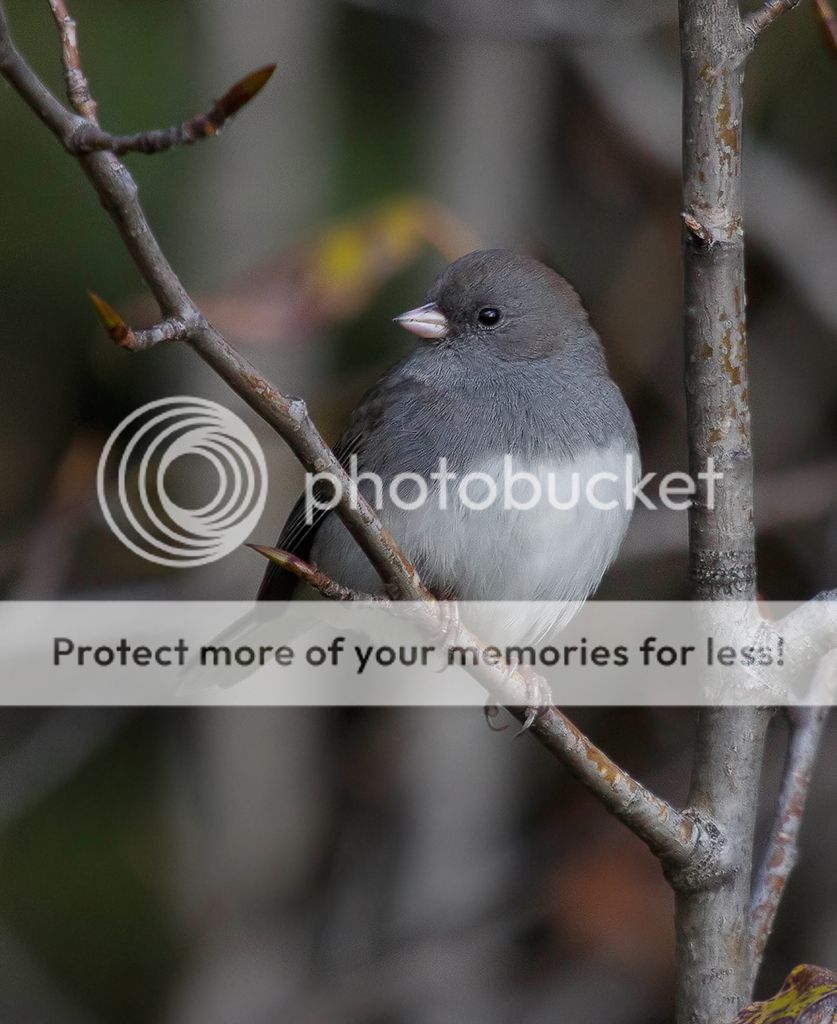 IMAGE: http://i460.photobucket.com/albums/qq328/grendel64/junc02.jpg