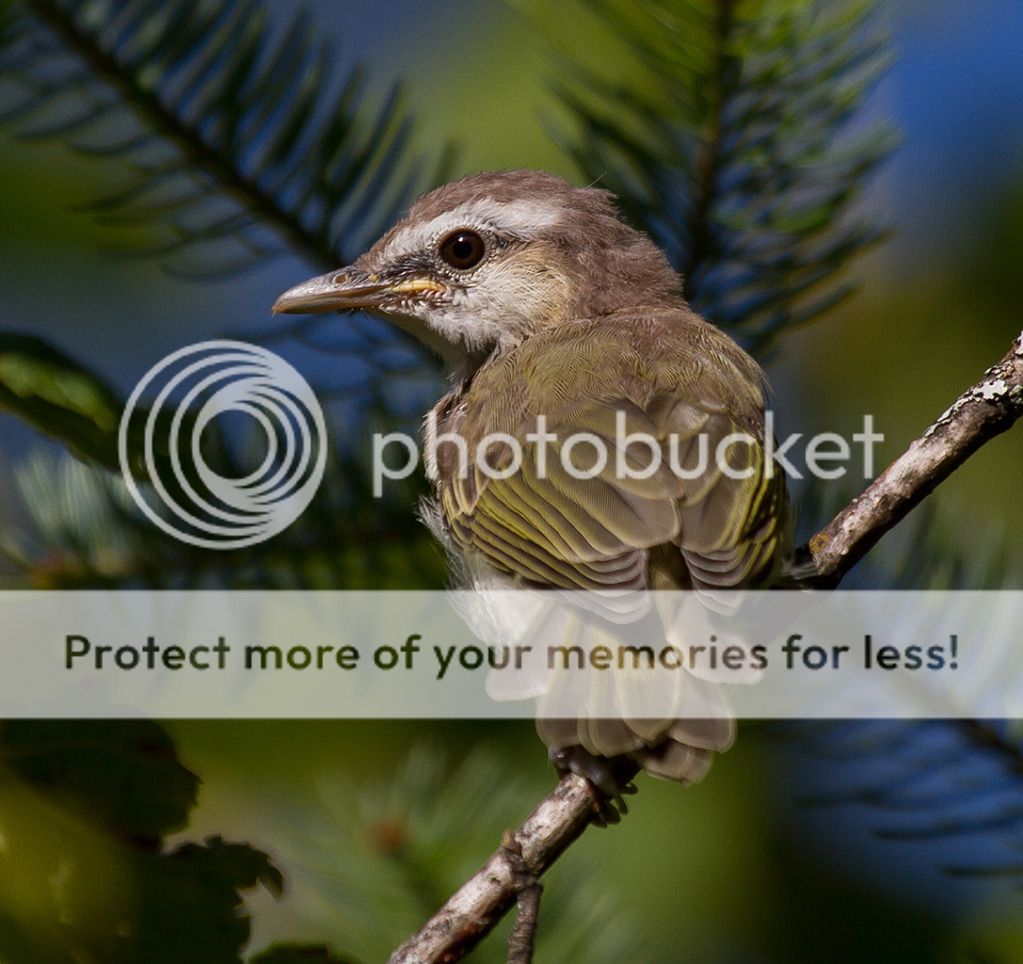 IMAGE: http://i460.photobucket.com/albums/qq328/grendel64/juvinilevireo2sm.jpg