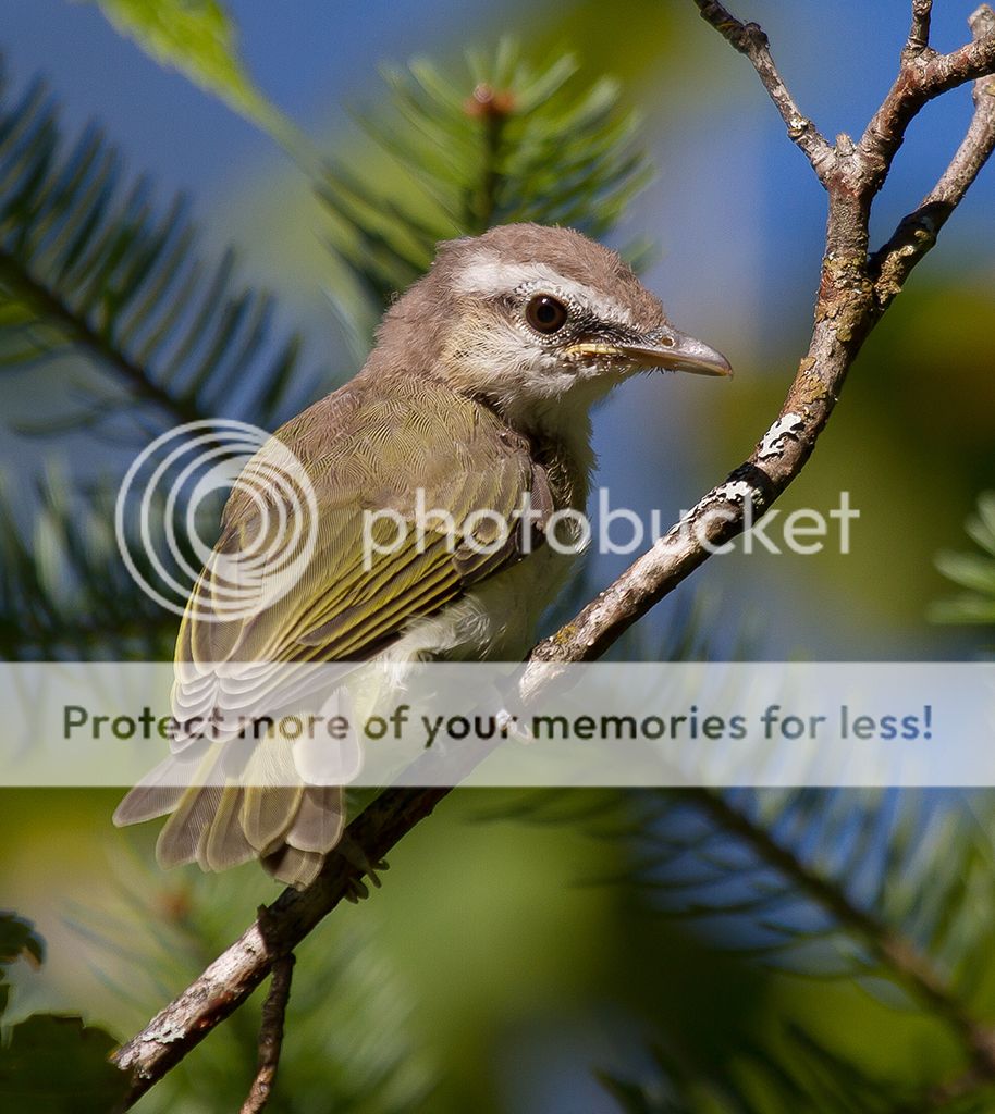 IMAGE: http://i460.photobucket.com/albums/qq328/grendel64/juvinilevireosm.jpg