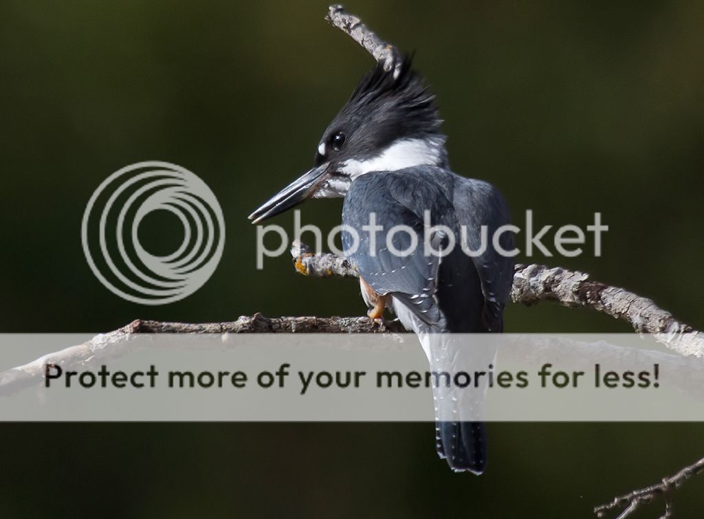 IMAGE: http://i460.photobucket.com/albums/qq328/grendel64/kingfisher4.jpg