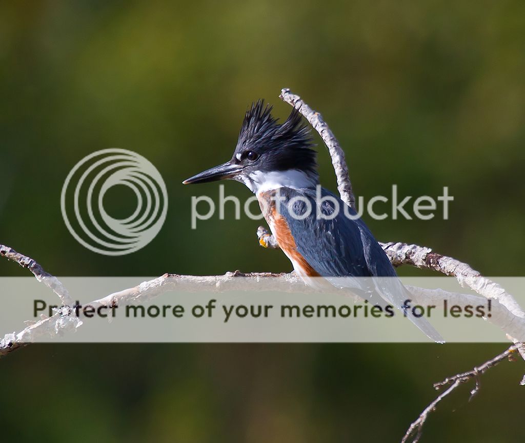 IMAGE: http://i460.photobucket.com/albums/qq328/grendel64/kingfisher5.jpg