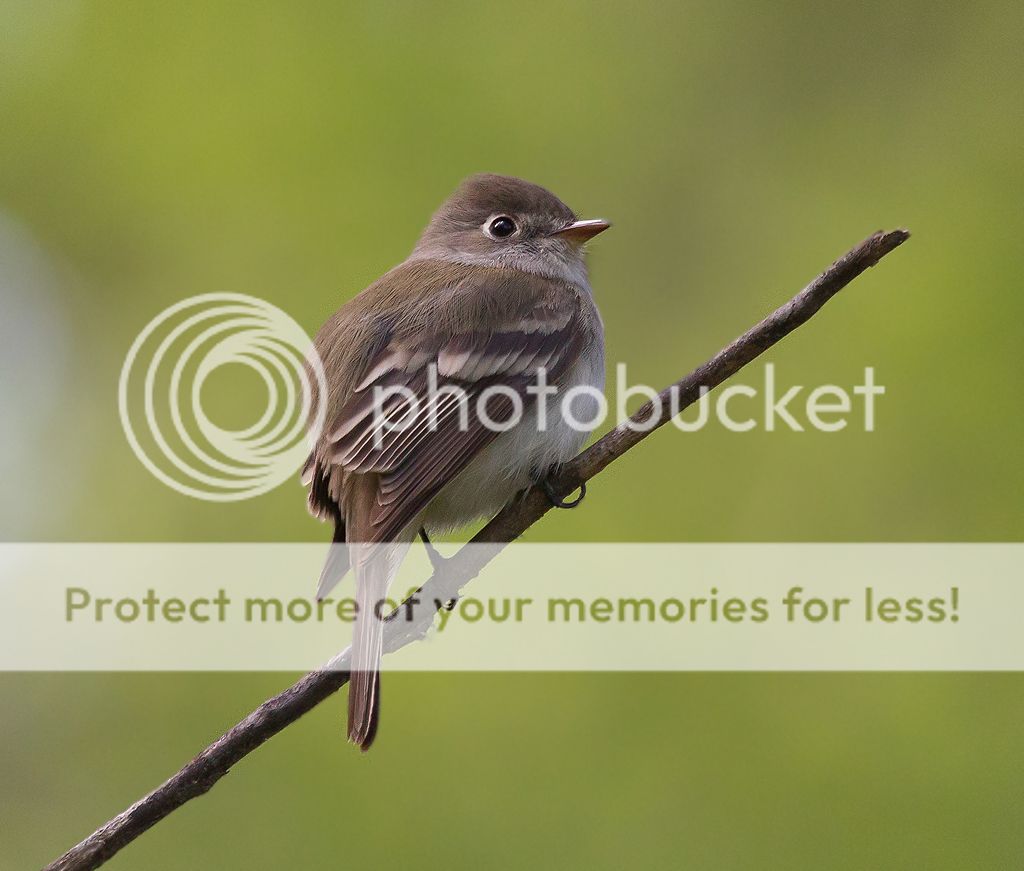 IMAGE: http://i460.photobucket.com/albums/qq328/grendel64/leastflycatcher6.jpg