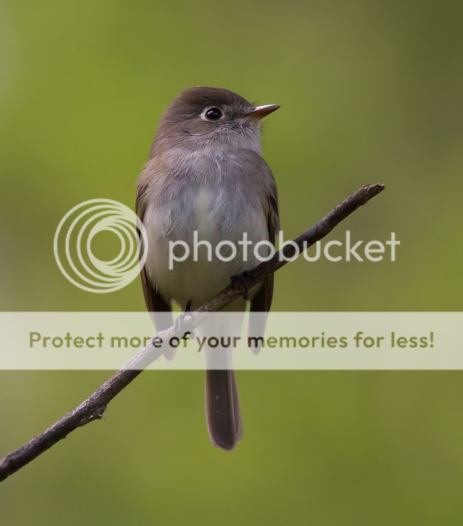 IMAGE: http://i460.photobucket.com/albums/qq328/grendel64/leastflycatcher7.jpg