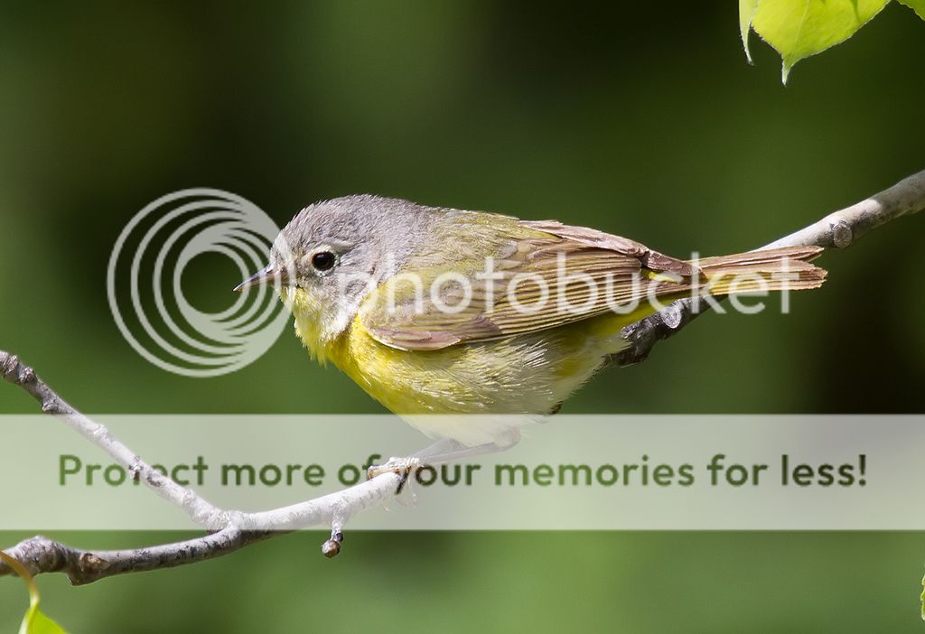 IMAGE: http://i460.photobucket.com/albums/qq328/grendel64/nashville3.jpg