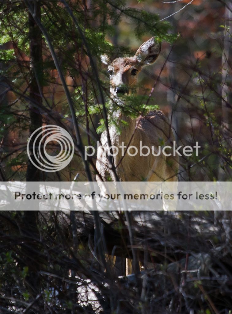 IMAGE: http://i460.photobucket.com/albums/qq328/grendel64/peek1.jpg