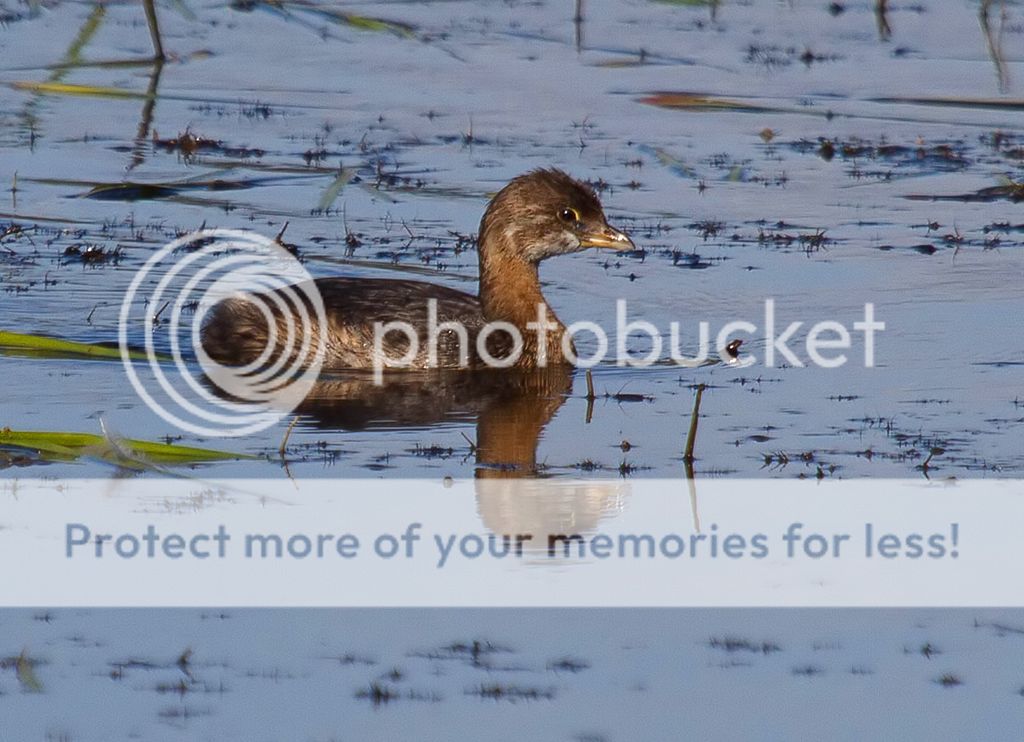 IMAGE: http://i460.photobucket.com/albums/qq328/grendel64/pied11.jpg