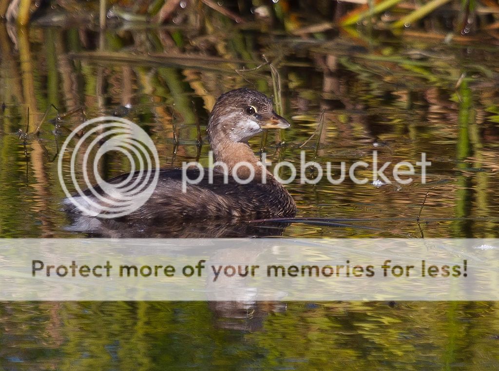 IMAGE: http://i460.photobucket.com/albums/qq328/grendel64/pied5.jpg