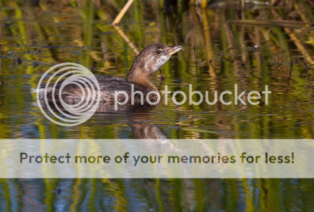 IMAGE: http://i460.photobucket.com/albums/qq328/grendel64/pied6.jpg