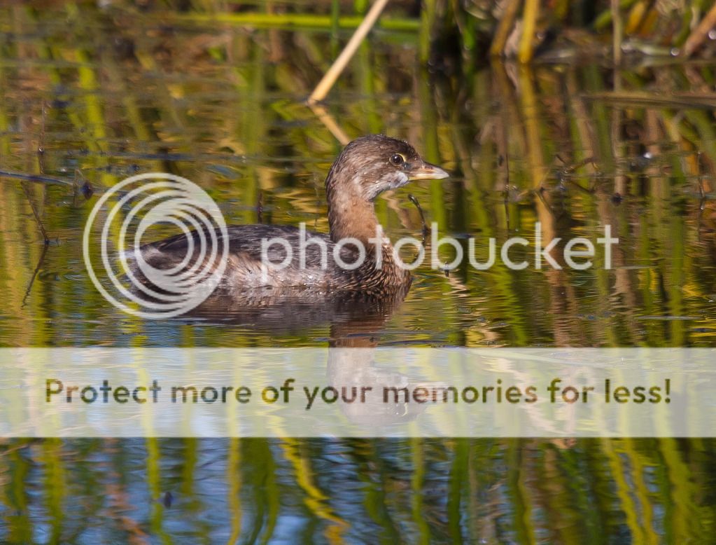 IMAGE: http://i460.photobucket.com/albums/qq328/grendel64/piedlrg1.jpg