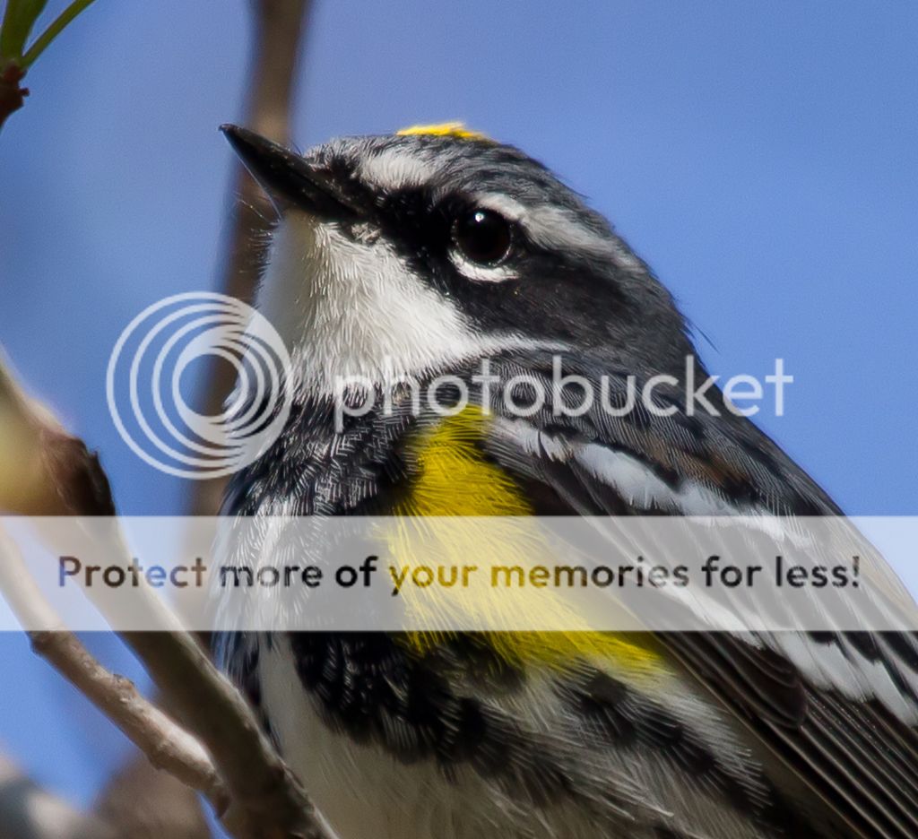 IMAGE: http://i460.photobucket.com/albums/qq328/grendel64/portrait.jpg