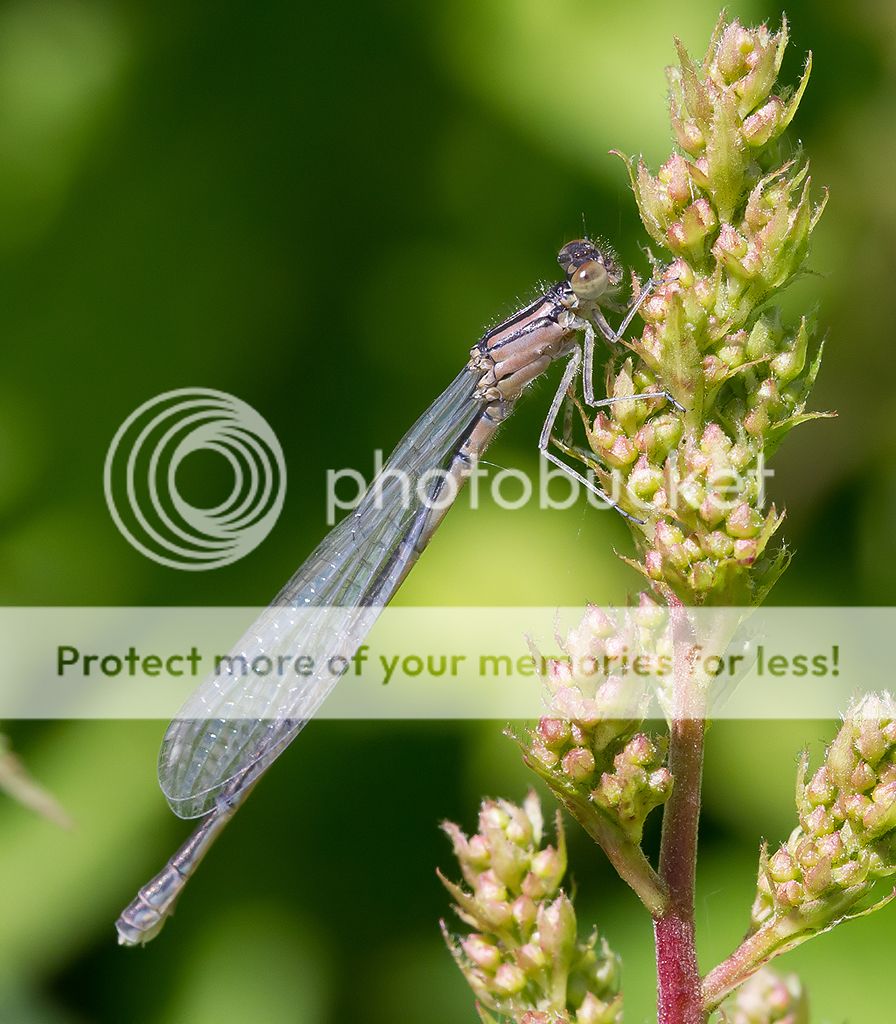 IMAGE: http://i460.photobucket.com/albums/qq328/grendel64/probablefemalebluet.jpg