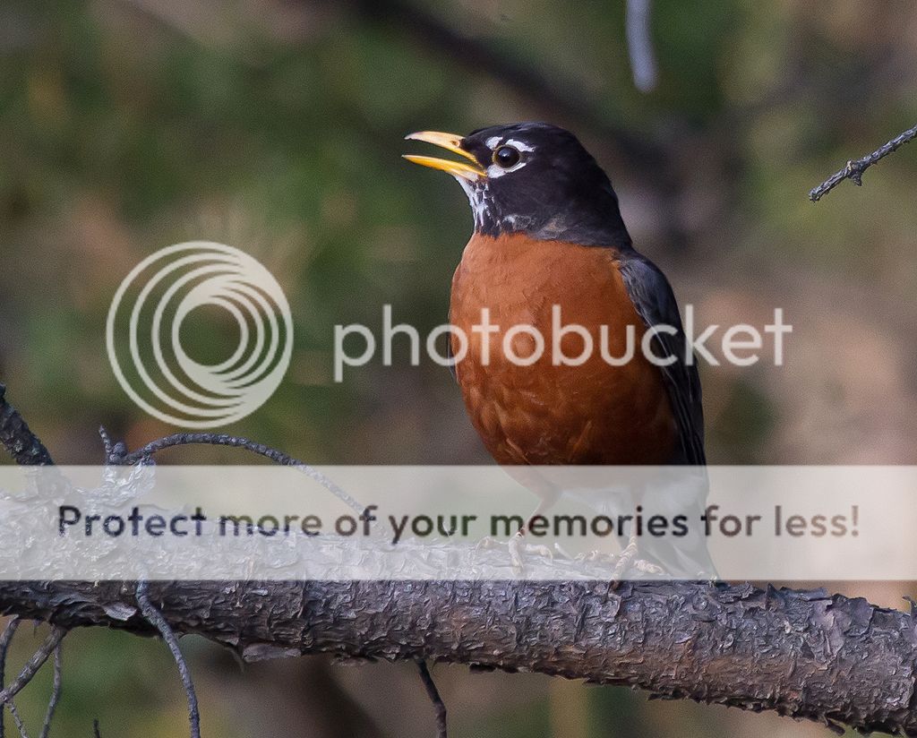 IMAGE: http://i460.photobucket.com/albums/qq328/grendel64/robin2-1.jpg